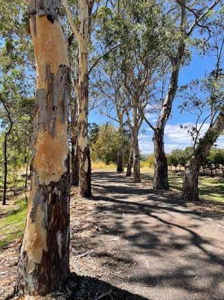 Beautiful bark on these trees 