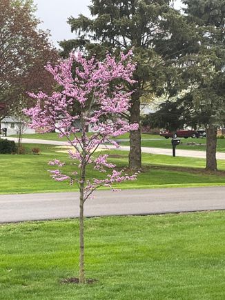 This is my tree in my yard, my baby Eastern Redbud, which is my favorite tree in all the world. 