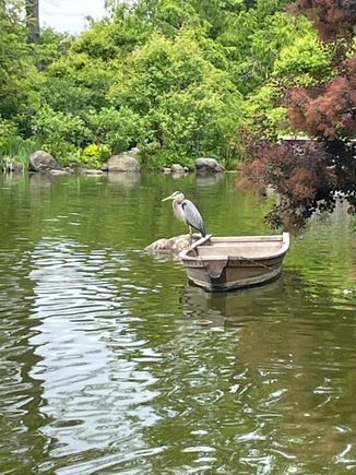 Blue heron at the Gardens ready for lunch. Koi fish, watch out. 