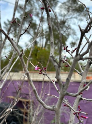 The first ever blooms on our redbud, planted 4 years ago.