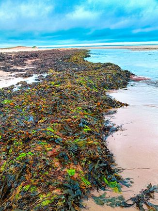 Seaweed after the storm
