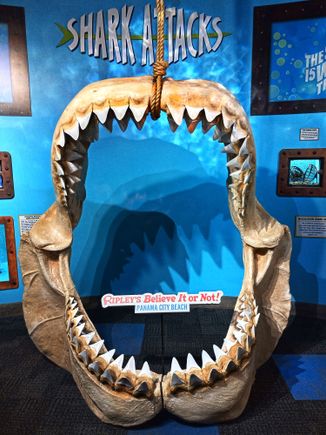 Megalodon shark jaw over 5 feet