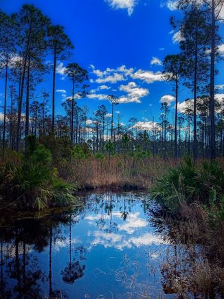 Pond reflection, had to wait awhile to get the light just right for the best reflection 