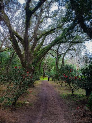 Large oaks and flowering azaleas 