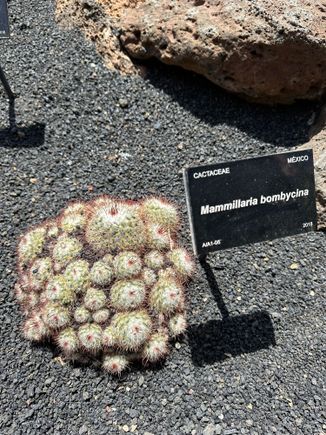 Many native cacti are named; it's an easy walk around the garden, and one of the best attractions I visited during our 9 nights on the island.