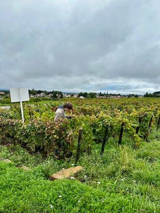 Old vines near Beaune