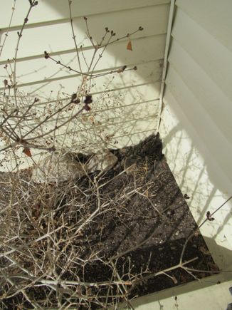 This picture I took last week. That duck that made her next  in the corner by my front door is back again. The buds on the shrub are just opening up , but there  she is, with her head tucked in backwards under her wing.

Florida1 lets have your Pigeon picture , how about you other guys.!!

Now dcd  would you ,puh-lezz post those   "average" pictures of yours :S-