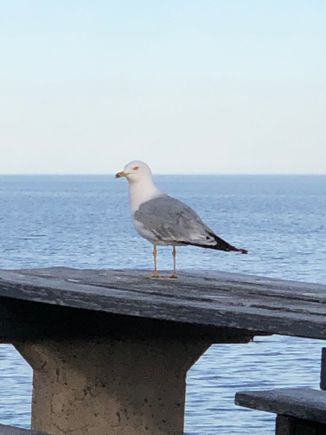 See, he is still laughing.