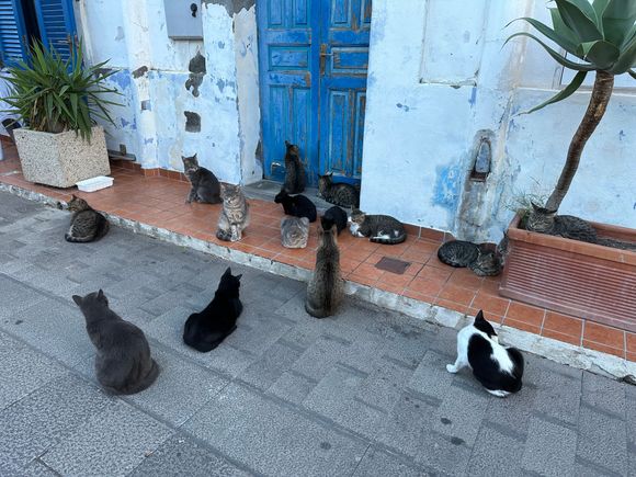 Guys and gals, mostly stripes grays with a few blacks and browns and oe black-and-white!!!!!