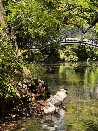 The pretty bridge over the pond