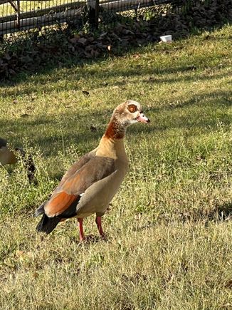 Duck, duck or goose? It sounded more like a goose.E