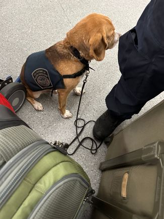 He will receive a nice treat after finding my fruit.