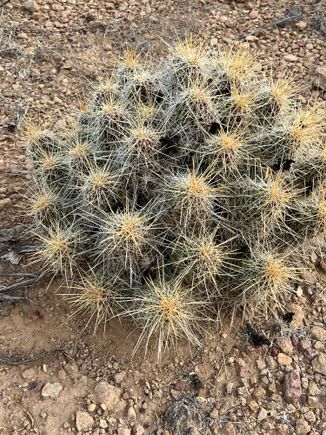 Be careful where you squat.