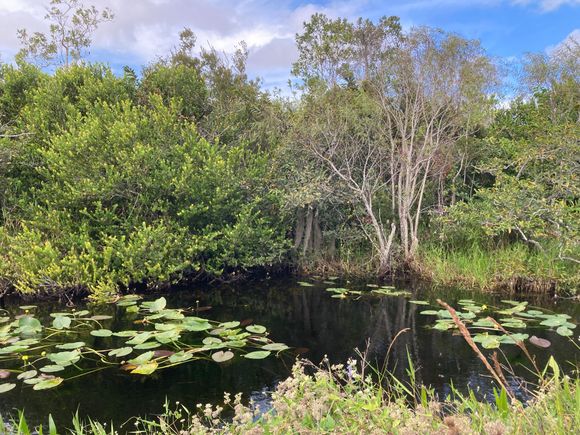 Everglades scene