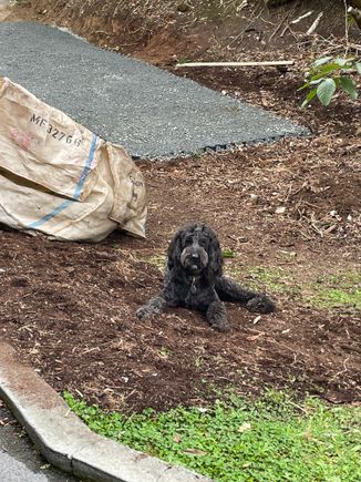 Ralphie wondering what’s going on.