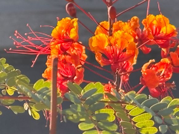 It’s a great year for these Mexican Birds of Paradise which are ubiquitous this year.

The most exciting thing that is going on is that our fig tree grew a ton sine last year and is covered with young fruit.