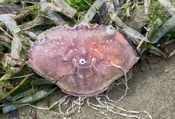 Crab shell that is looking guilty about something.