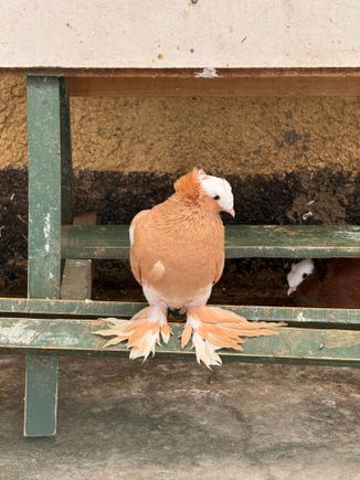 Not an African bird, but never seen any bird with feathered feet.