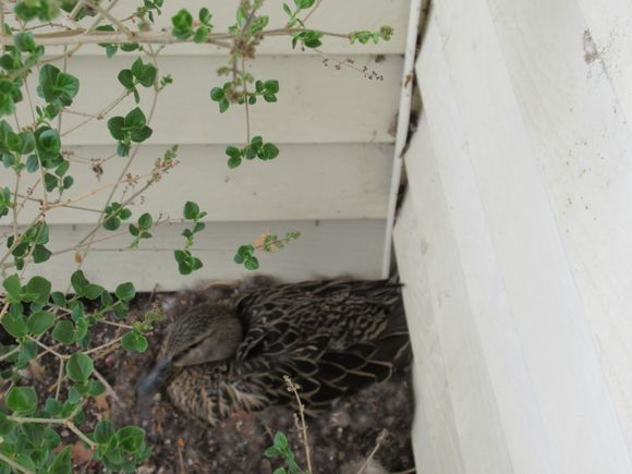 He is a better picture.