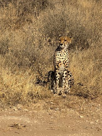 St Louis Zoo. The one animal I had not seen until now.
