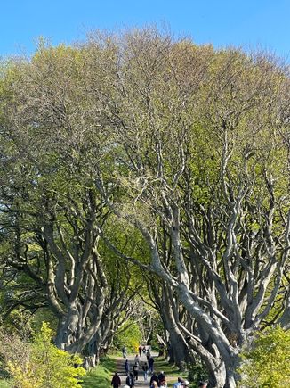 Dark Hedges