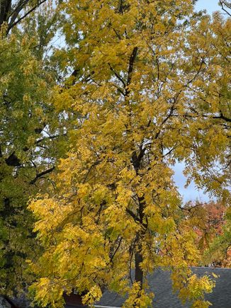 most trees around here turn yellowish.