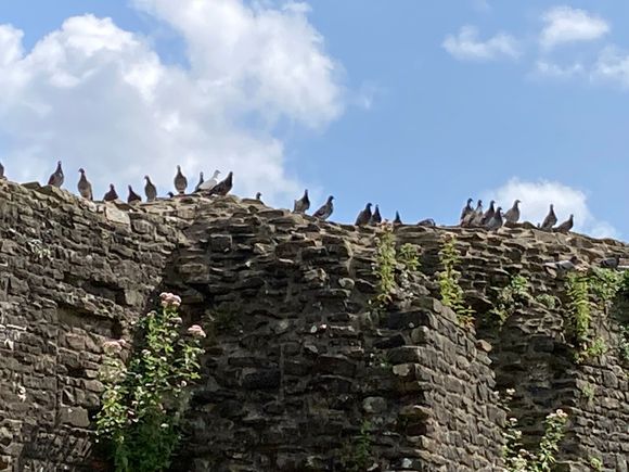 Birds on wall of Caerphilly Castle. Massing for the attack.