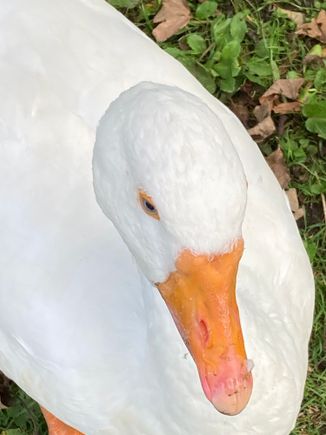 Very friendly goose in park. Poor thing thought I had food for it. Lots of people were feeding them though.