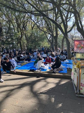 Crowds (but no cherry blooms...)