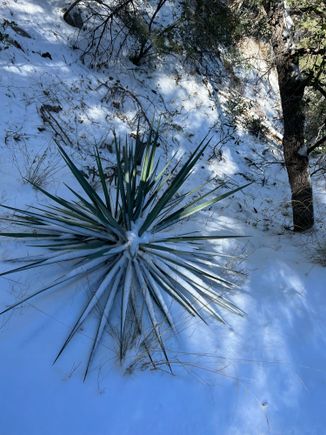 Surprised to see cactus in the thick woods.