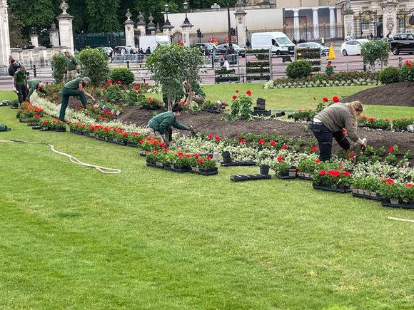 Regardless of how I might feel about the Monarchy, there were 12 gardners working on this row of plants.  This before...