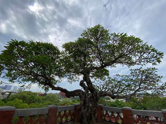 A Frangipani tree - gorgeous, no?