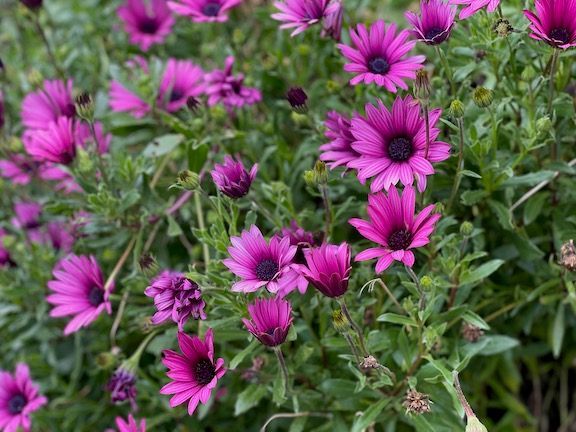 The flowering gardens 