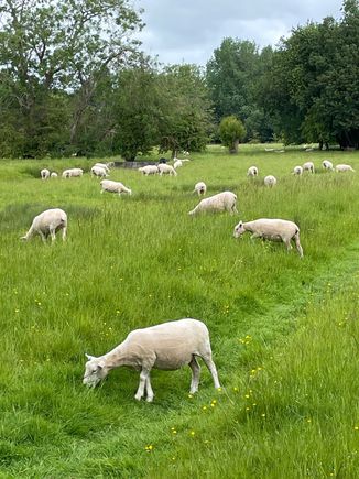 So many sheep, these appear to have been shorn, the ones on the opposite side of the path were still shaggy