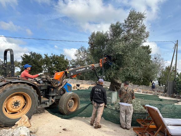 Shaking the ripe olives from the 300-year-old tree, the first tree of many they would harvest today