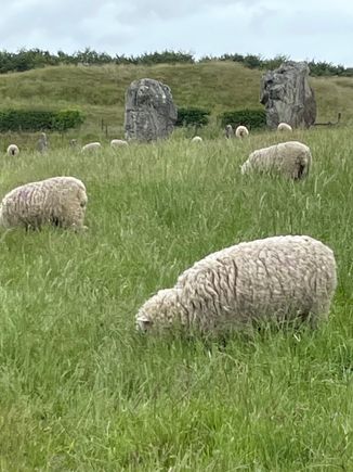 Some of the sheep were closer than others