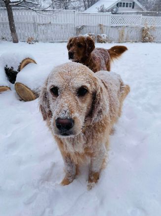 We got about three inches of snow in less than an hour. Lil is not a fan. 