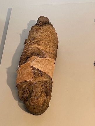 Mummified bird 