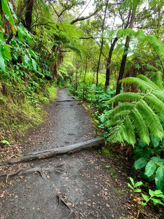 The east side of the Big Island where Volcano NP is located gets over 140 inches of rain in a year (!!!!) creating a large rainforest.