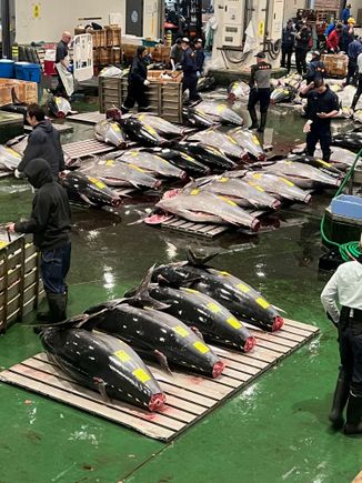 Fresh tuna ready for auction. You can only see this from the ticketed area on the 2nd floor.