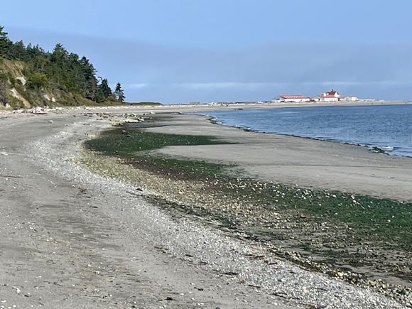 Walked along the beach looking for eagles in the trees