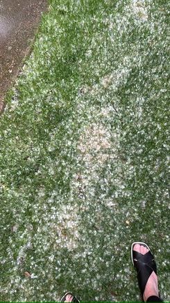 Plants procured. Planting said plants delayed by a mixture of hail, snow, and lightening. 