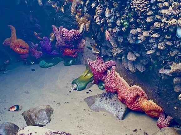 Starfish and sea cucumbers