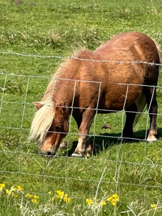 Shetland pony of course