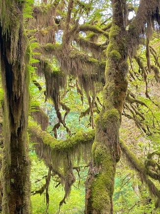 More moss, it's everywhere as you would expect