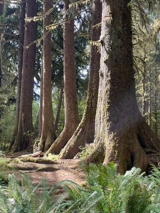 Ok, so this is interesting.  These five trees all grew out of a mother tree, probably hundreds of years ago.  The mother tree has completely wasted away but the "off spring" are standing tall and in line!