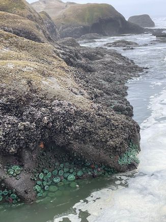 This is along the rock formation and you can see the anemones go all along the rocks