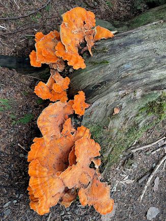 Our neighbors said this was called Chicken of the Woods.  It's edible and and can be used in cooking...we didn't!