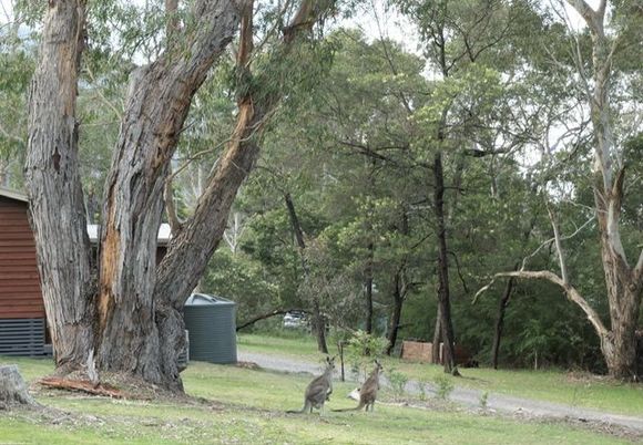 Kangaroos feeding morning and evening between the cottages 
