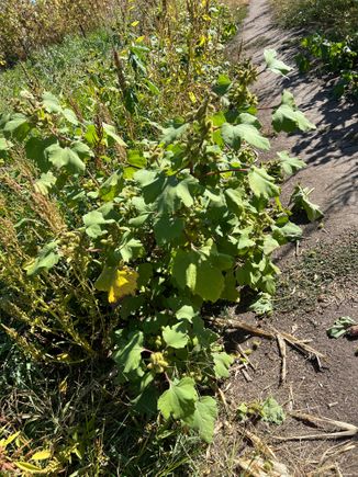 This is Burdock. this plant and cocklebur were the inspiration for the invention of velcro. Zoom in, it's sharp and nasty to try to remove from your clothes.